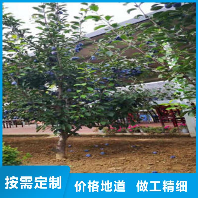 李子苗蓝莓苗专注细节使用放心同城厂家