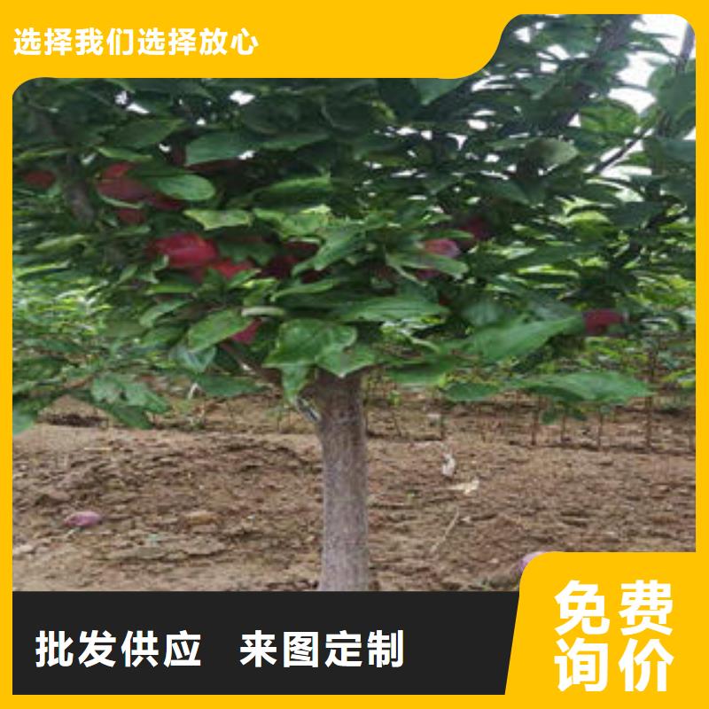 【李子苗桃树苗货源稳定】当地经销商