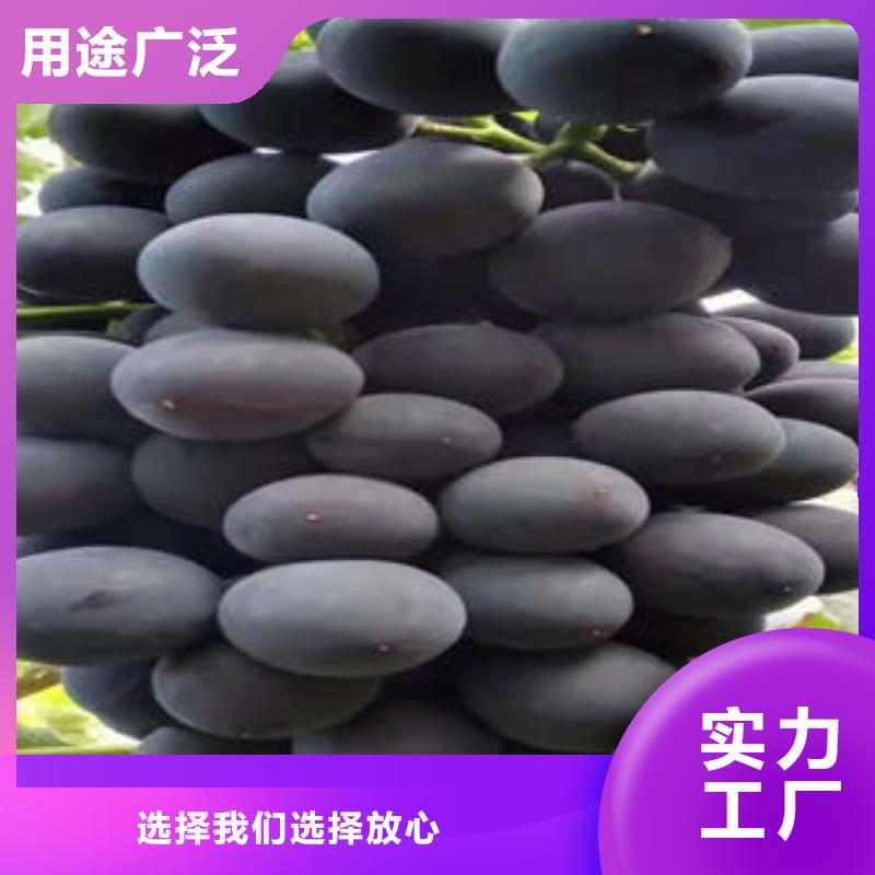 葡萄苗-梨树苗品质商家可接急单