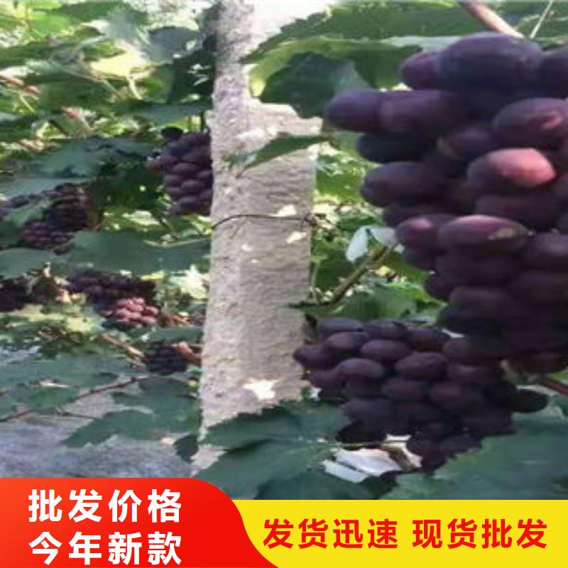 葡萄苗山楂苗货品齐全实力派厂家