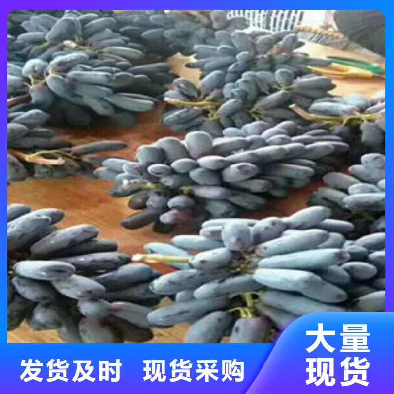 葡萄苗花椒苗供货及时按需设计