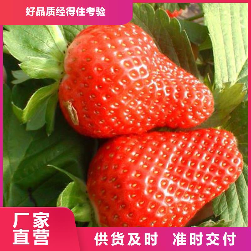 草莓苗,桃树苗实力商家厂诚信经营