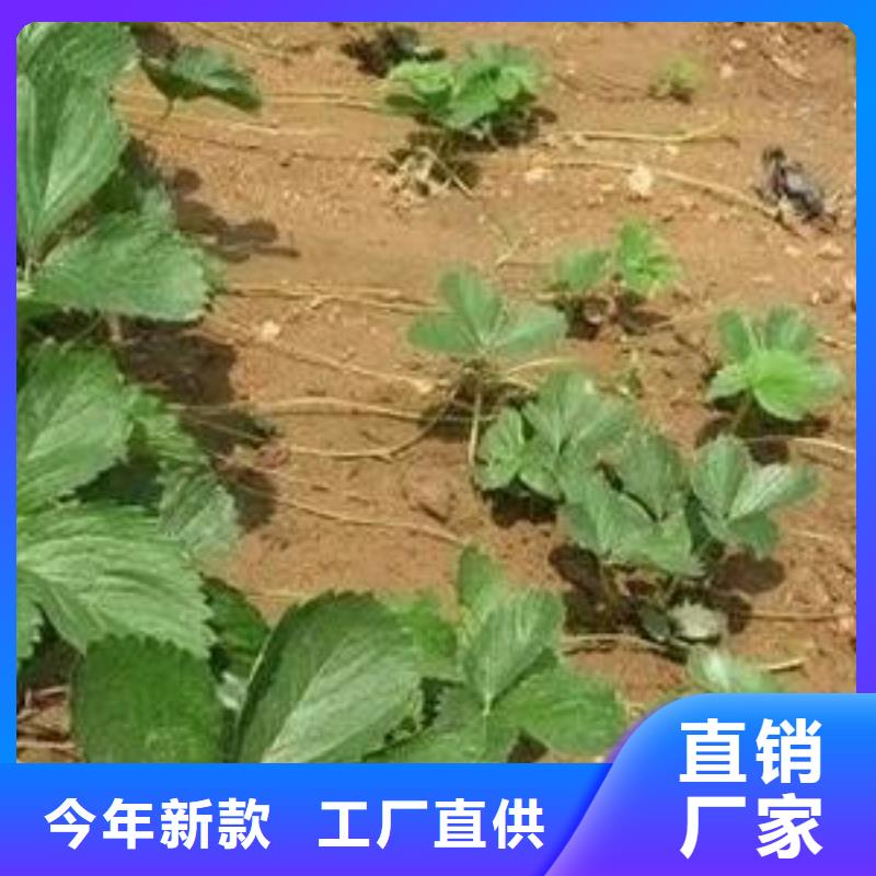 草莓苗李子苗分类和特点大品牌值得信赖