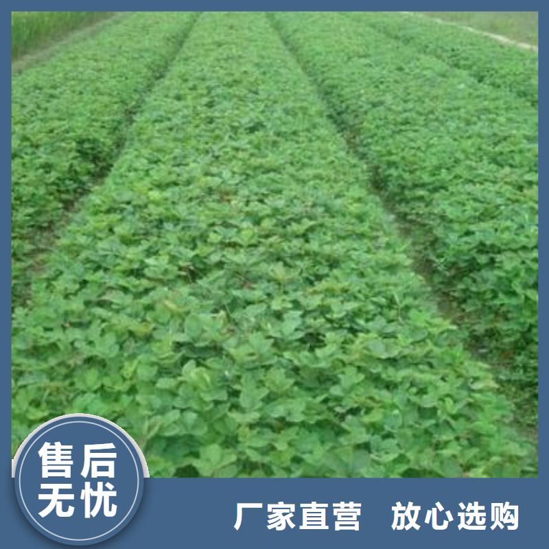 草莓苗【葡萄苗】精选货源免费安装