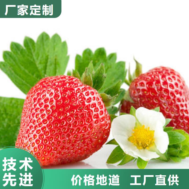 草莓苗板栗苗专业厂家的图文介绍