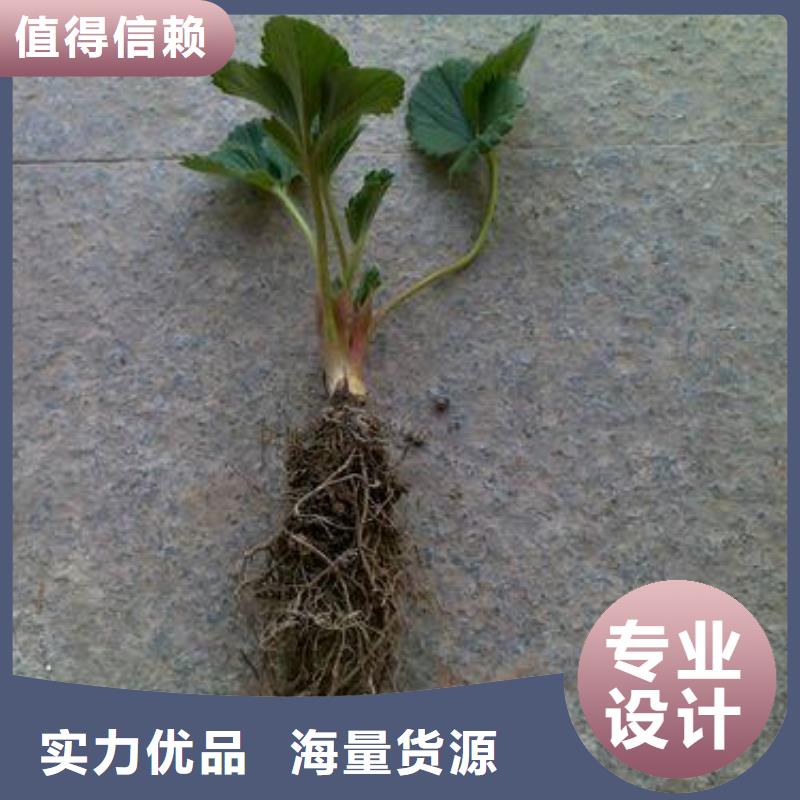 草莓苗,李子苗放心购供货及时