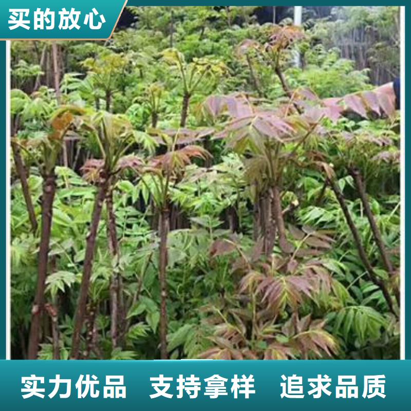 【香椿苗梨树苗源厂定制】当地生产厂家