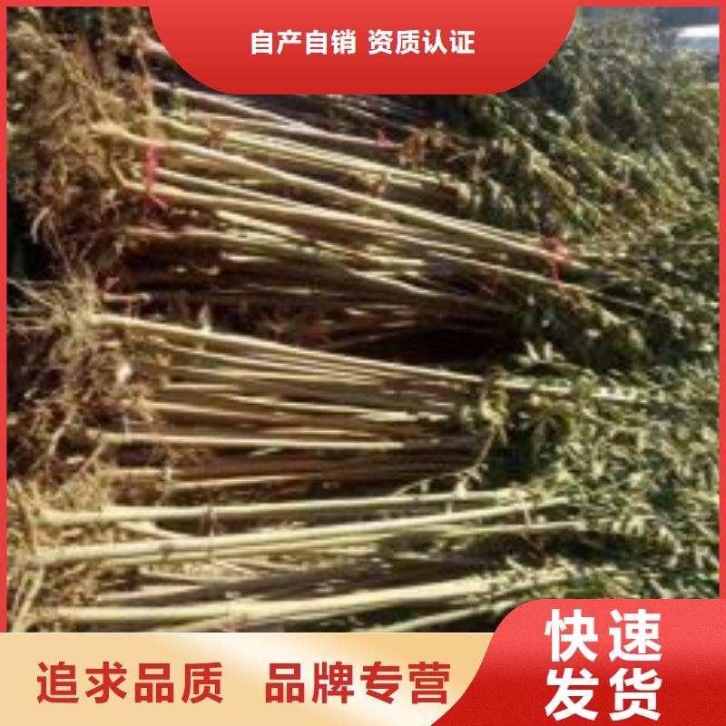 香椿苗蓝莓苗分类和特点实力厂家直销