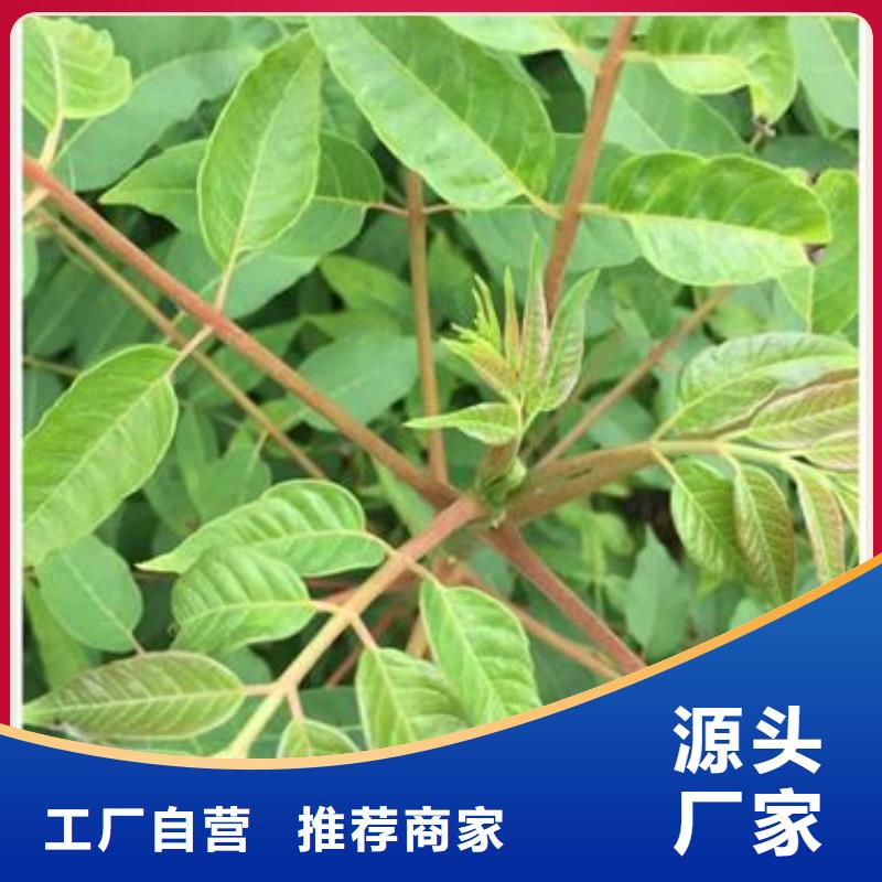 【香椿苗】核桃苗支持加工定制品质优选