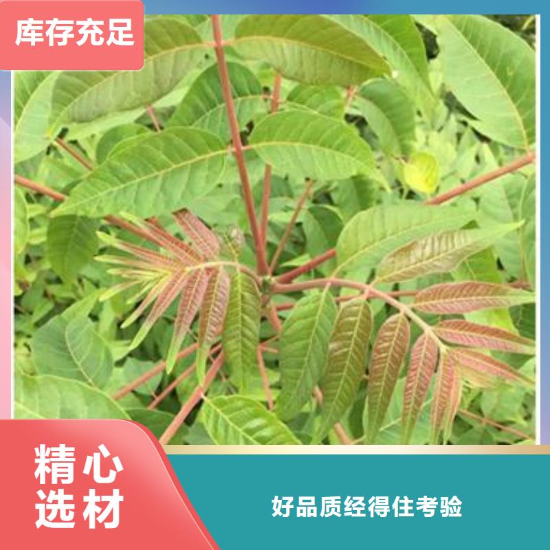 香椿苗山楂苗诚信商家客户信赖的厂家