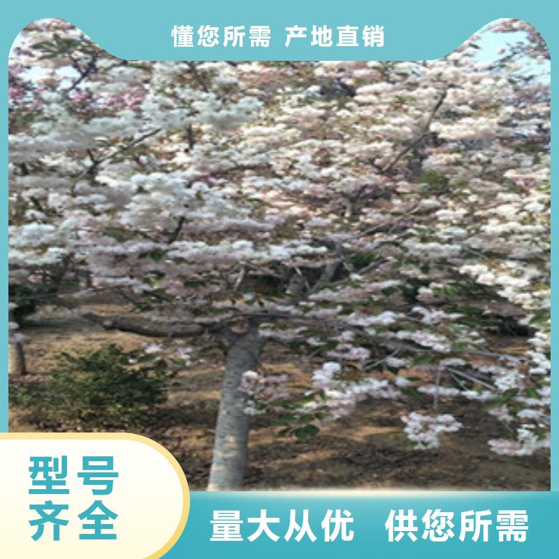 樱花,钙果苗种类丰富专业品质
