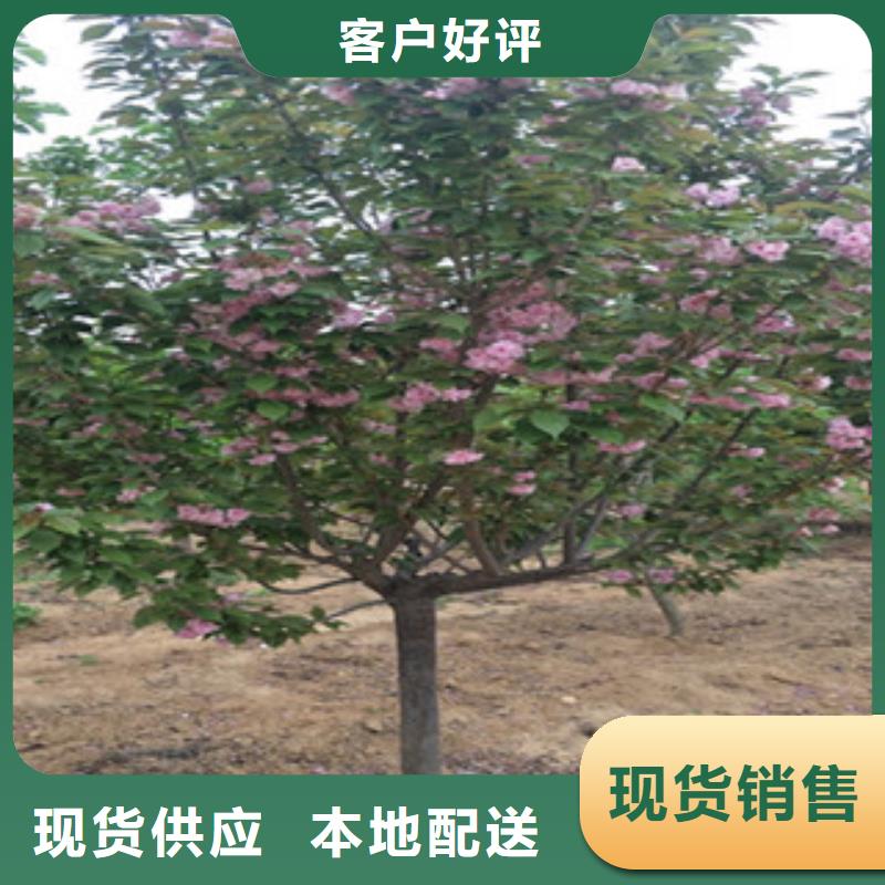 樱花,核桃苗樱花苗长果桑树苗品质之选一手价格
