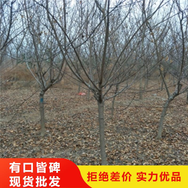 桃树樱桃苗同行低价可放心采购