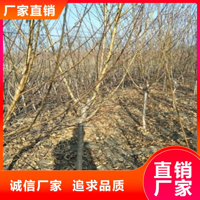 【桃树钙果苗定制速度快工期短】当地经销商