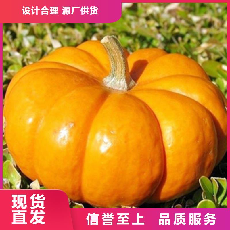 南瓜丁专业生产本地供应商
