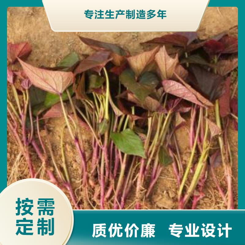 紫薯苗（济黑2号上市）不要错过通过检测