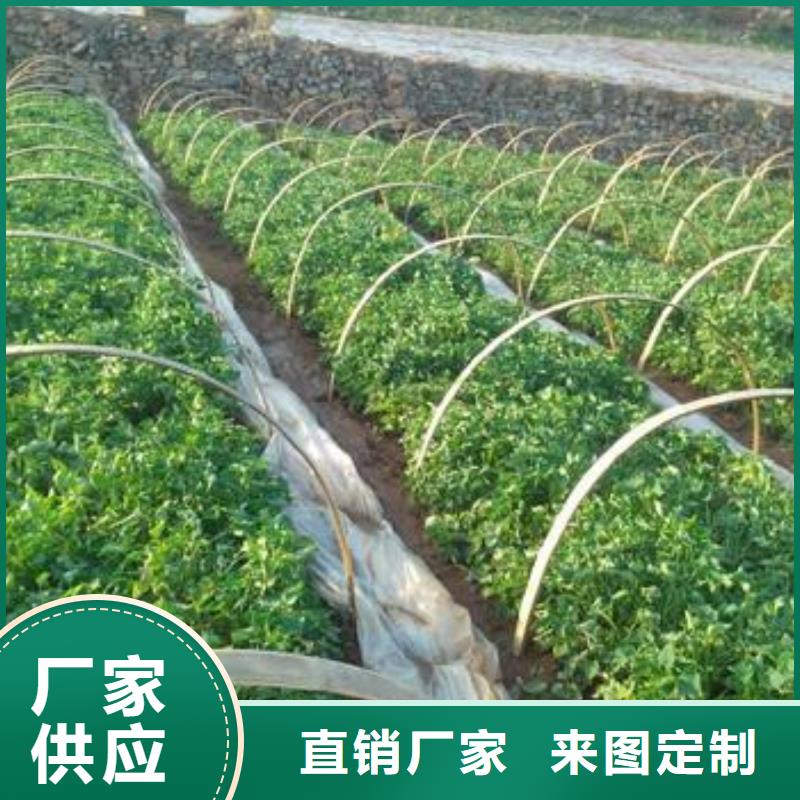 济黑1号紫薯苗诚信经营当地经销商