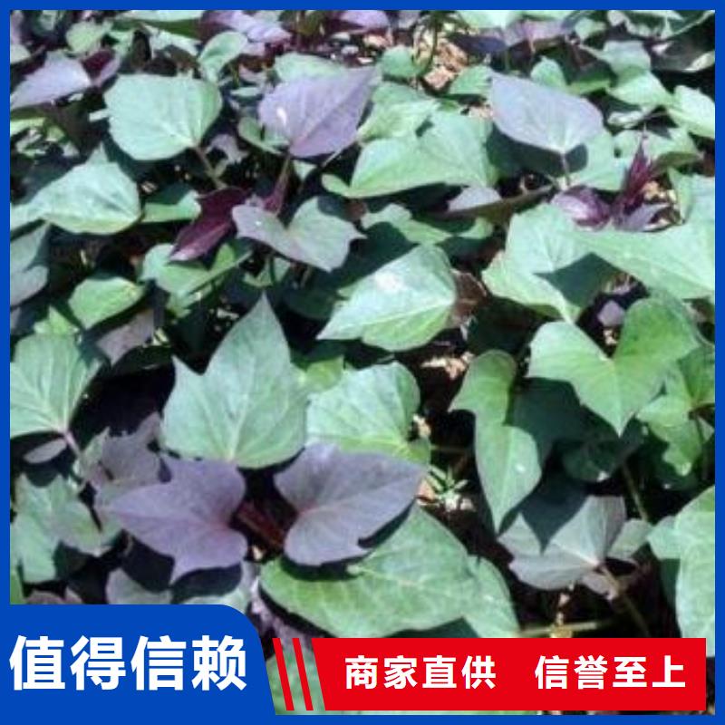 紫罗兰紫薯苗现挖现卖支持批发零售