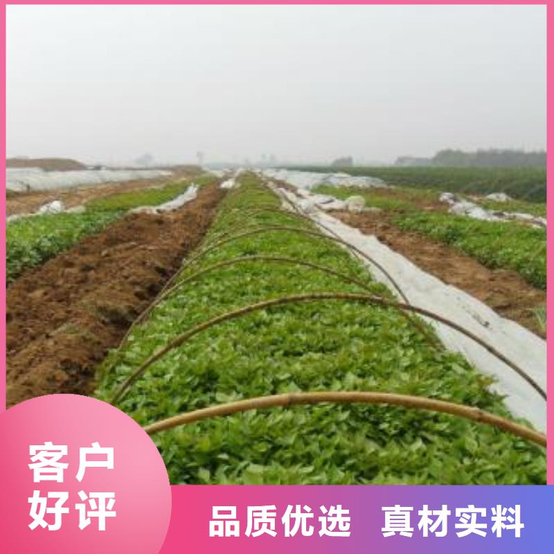 紫薯苗羽衣甘蓝粉服务周到质量安心