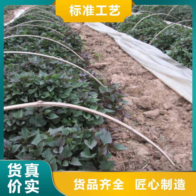 紫薯苗种植基地产品参数