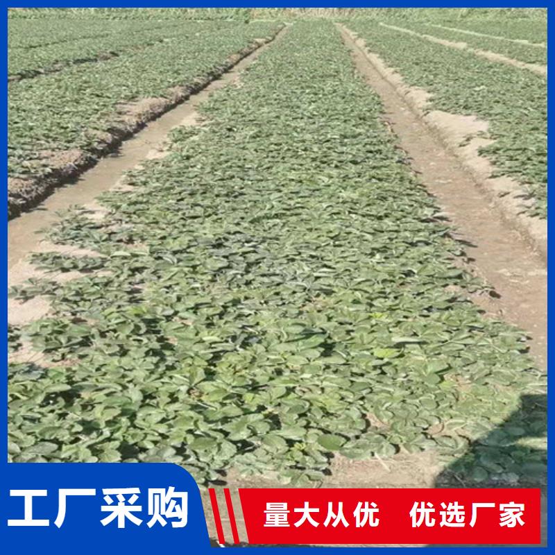 草莓苗-苹果树苗常年供应实力厂商