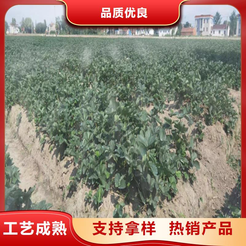 ​【草莓苗蓝莓苗多种工艺】同城制造商