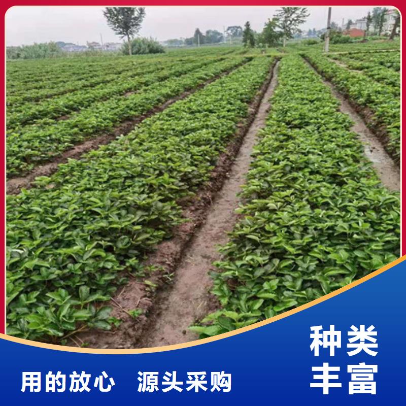 草莓苗-1公分杏树苗质量可靠当地经销商