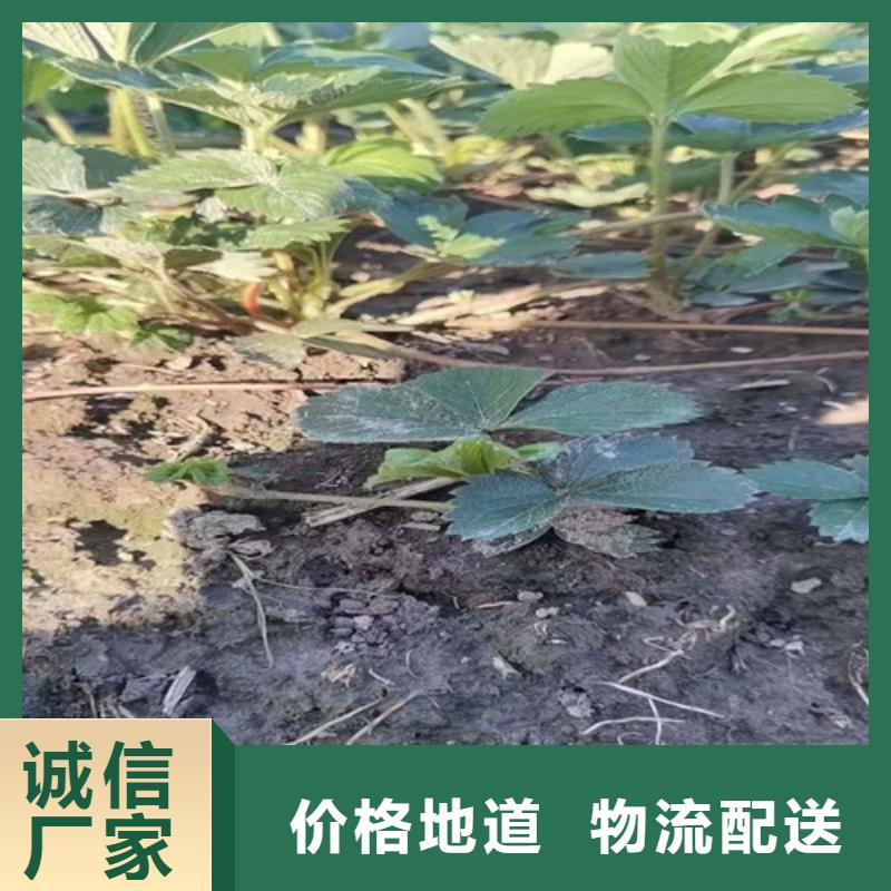 草莓苗蓝莓苗现货交易细节之处更加用心