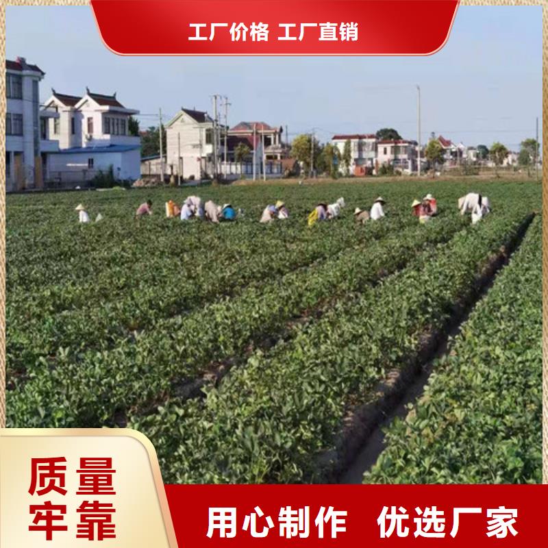 草莓苗花椒苗对质量负责本地厂家