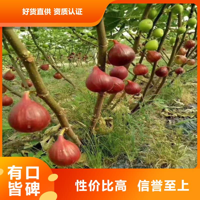 无花果,薄壳板栗苗选择我们选择放心质量安心