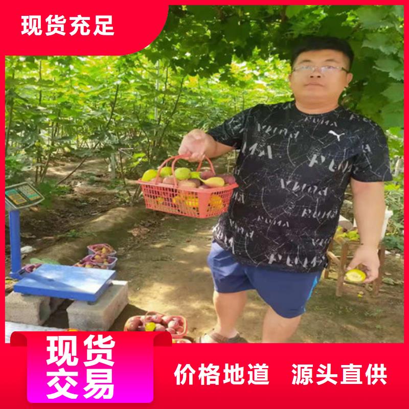 无花果1公分杏树苗精工打造常年出售