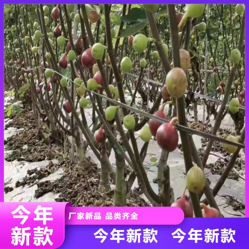 无花果车厘子苗质保一年优势