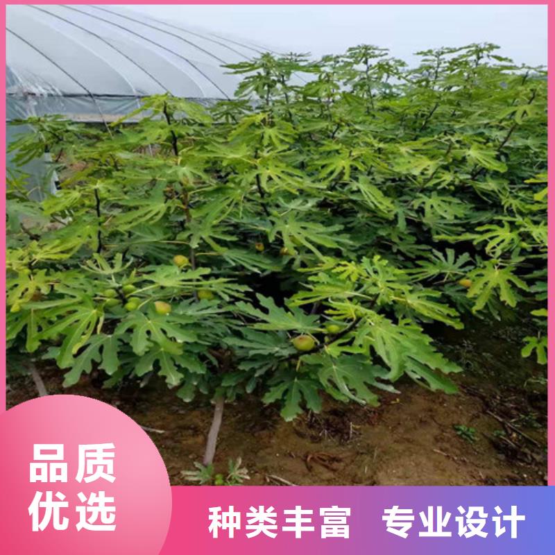 ​无花果葡萄苗原厂制造本地服务商