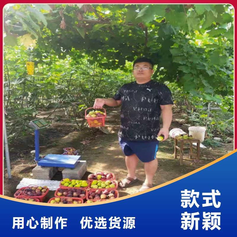 无花果蟠桃苗的图文介绍精品选购