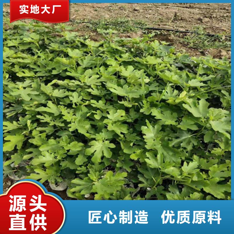 【无花果】,葡萄苗厂家采购品质服务