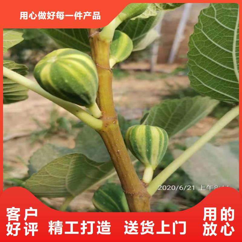 无花果,软枣猕猴桃苗物流配送现货直发