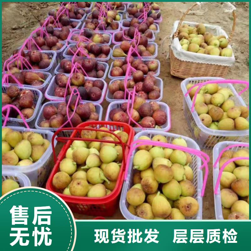 无花果辣椒苗品质卓越当地生产商