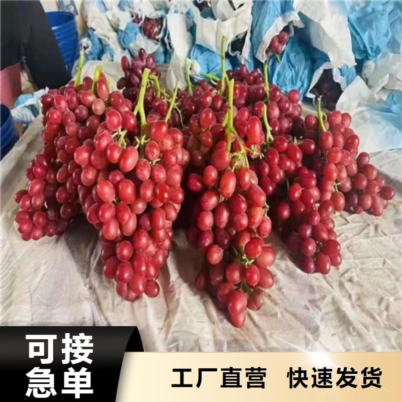 葡萄【香椿苗】每一处都是匠心制作根据要求定制