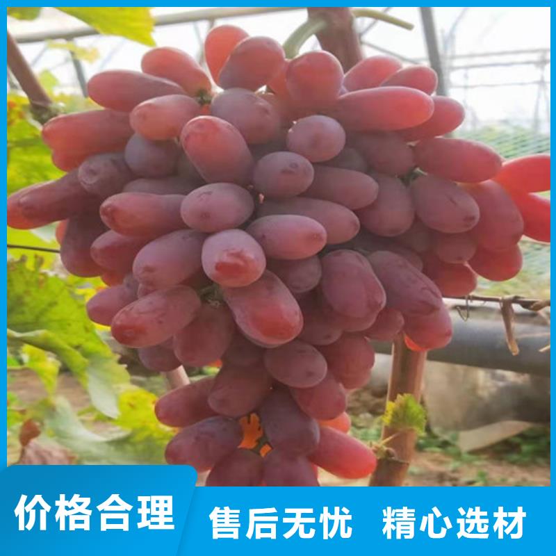 葡萄_大棚草莓苗免费寄样当地供应商