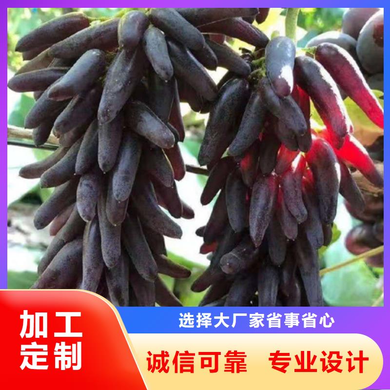 葡萄梨树苗用品质赢得客户信赖多种优势放心选择