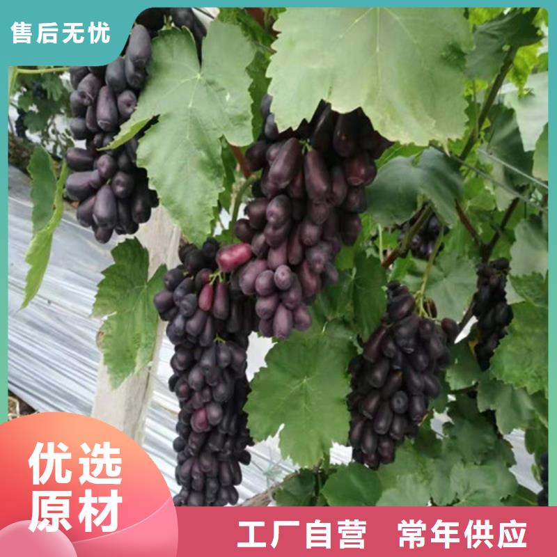 葡萄香椿树苗厂家直销大量现货本地厂家