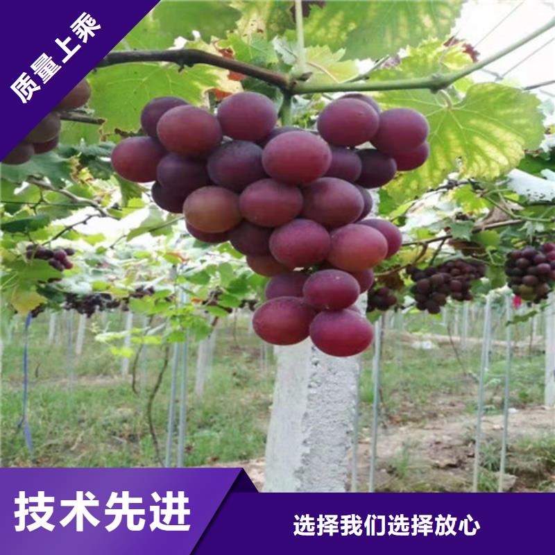 ​葡萄大棚草莓苗超产品在细节同城品牌