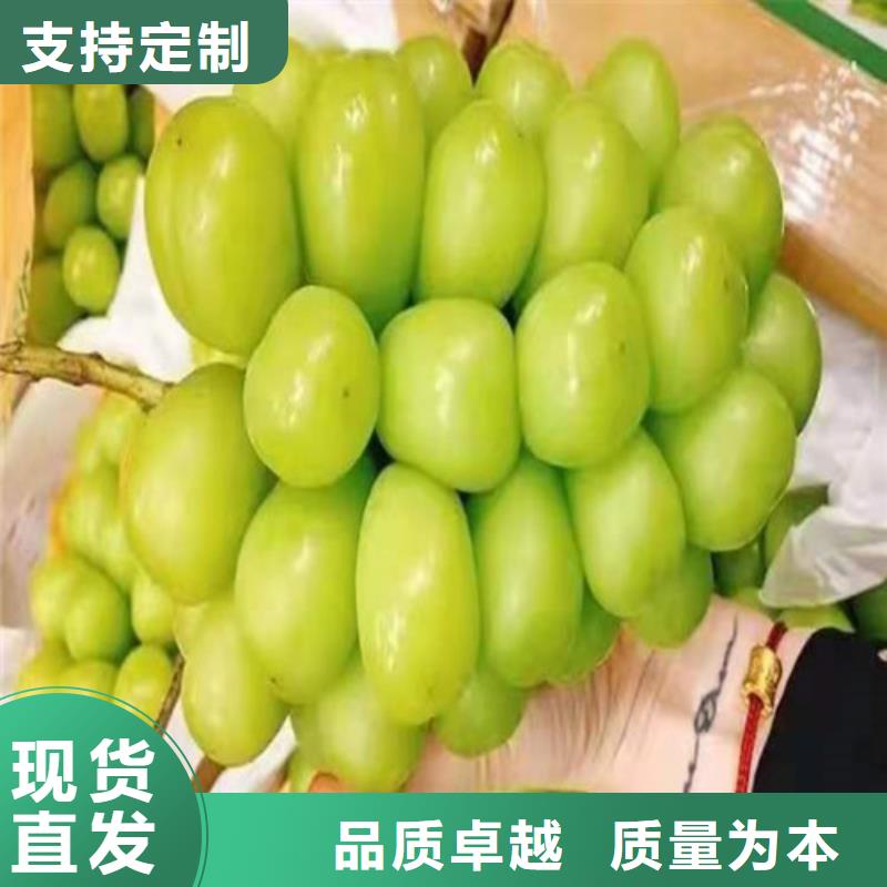葡萄大金星山楂苗支持批发零售国标检测放心购买