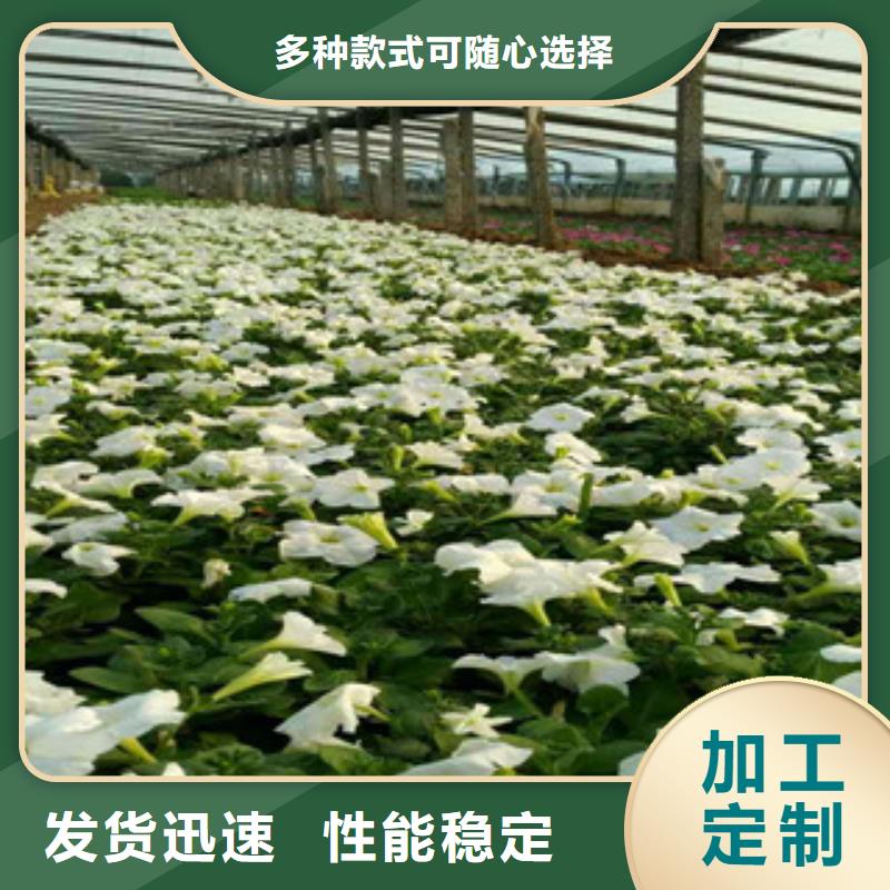 时令草花柳叶马鞭草/薰衣草质量不佳尽管来找我品质做服务