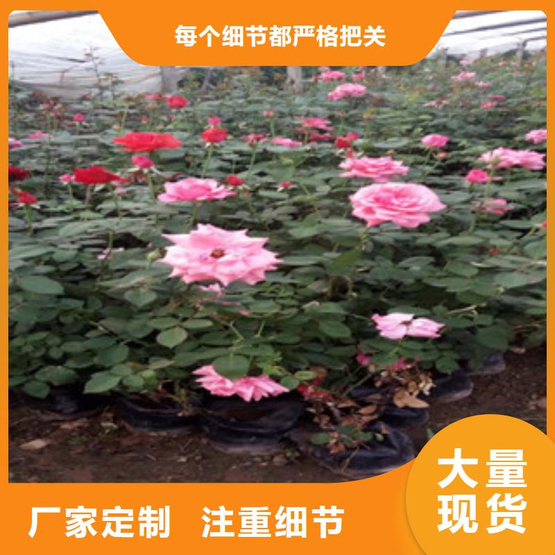 时令草花_【鲁冰花/粉黛乱子草】实力厂家低价货源