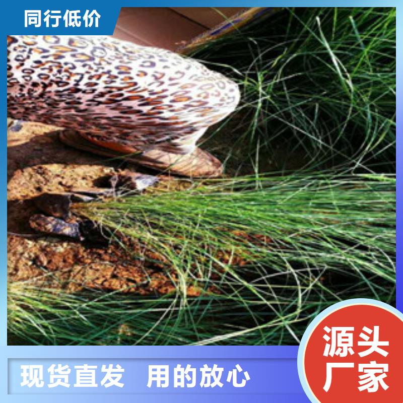 时令草花宿根花卉基地实体诚信经营层层质检
