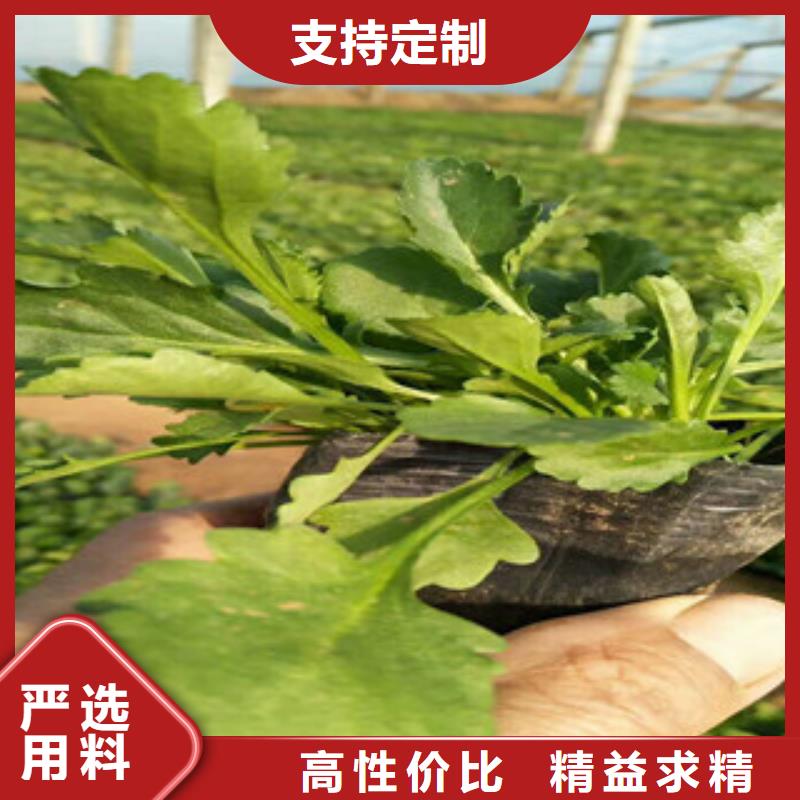 时令草花-宿根花卉基地现货实拍价格实惠工厂直供