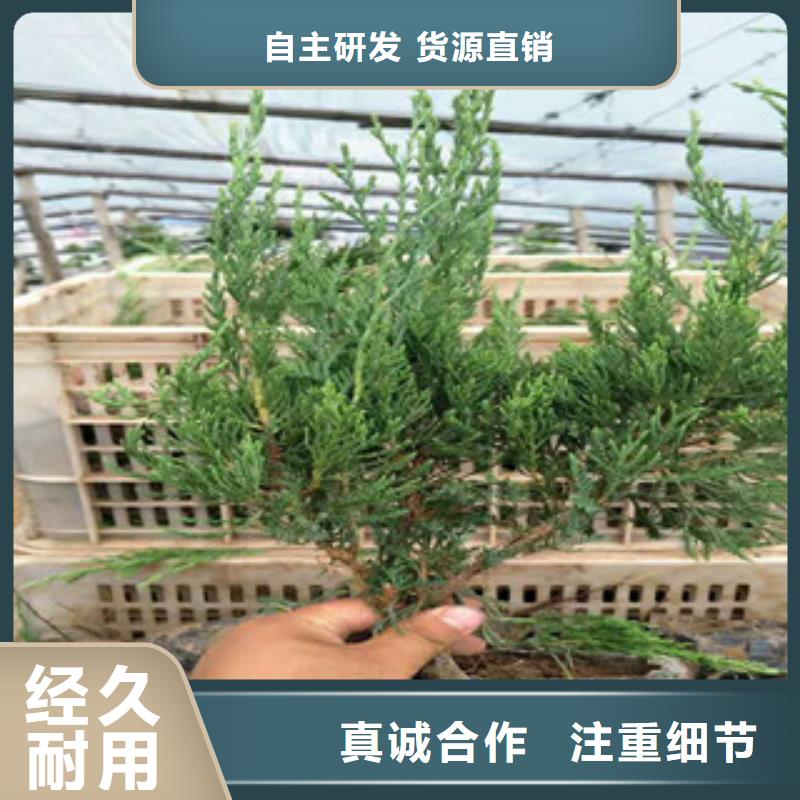 时令草花耐寒耐旱草花基地物流配送可定制有保障