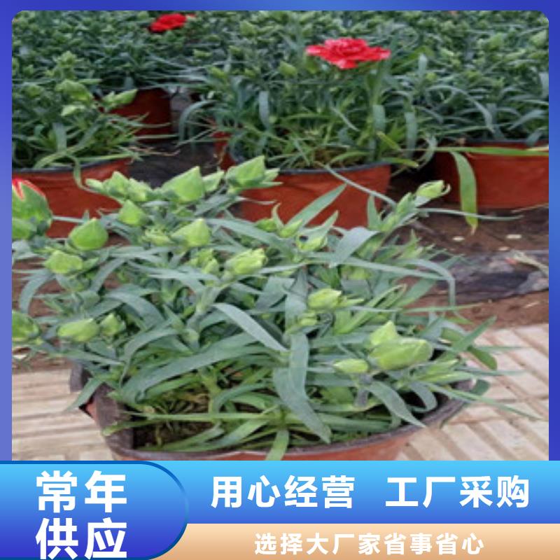 宿根花卉水生植物/荷花睡莲精心打造当地服务商