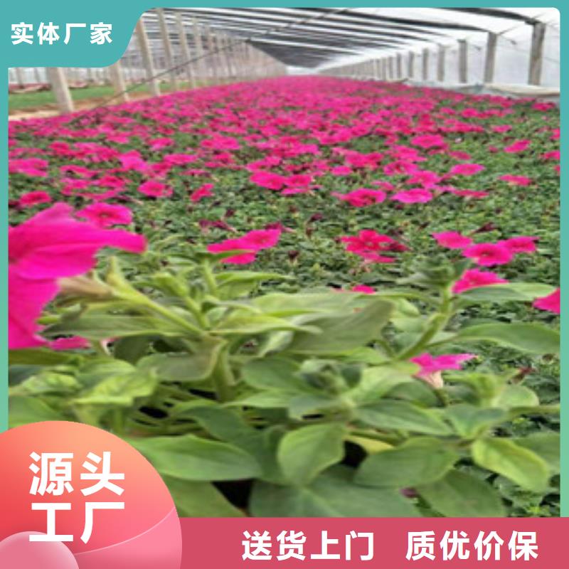 宿根花卉时令花卉/绿化草花价格型号齐全认准大品牌厂家